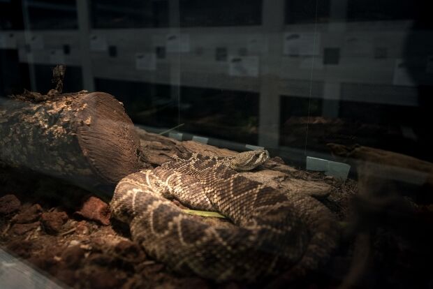 Eastern diamondback